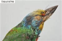 五色鳥藏品圖，第17張